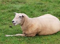 Hoplaan 10, 5087 SX Diessen