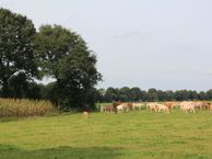 Milschot, 5425 PH De Mortel