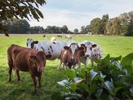 Rouweweg, 7679 VP Langeveen