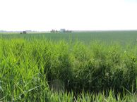 Zesde Tochtweg, 2742 KR Waddinxveen