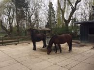 Wieldrechtse Zeedijk 2 A, 3329 KT Dordrecht