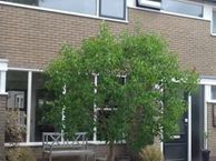 Dorpshuisstraat 17, 9663 GE Nieuwe Pekela