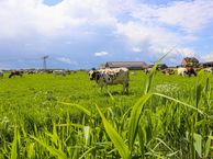 De Tolboom 21, 6654 BT Afferden (GE)