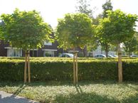 Emmastraat 27, 5121 XA Rijen