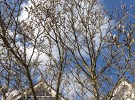 Lijsterlaan 1, 1403 AR Bussum