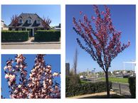 Jakobsstaf 4, 1319 DL Almere