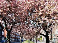 J.C. Kapteynlaan 27 A(K3), 9714 CM Groningen