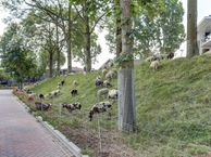 Goudwindestraat 29, 6576 CD Ooij