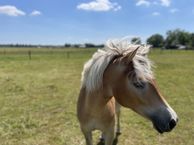 Bergerweg 139, 1862 PR Bergen (NH)