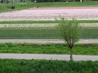 Engels Gras 62, 1991 JZ Velserbroek