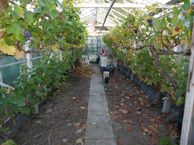 Korte Kruisweg 75, 2676 XL Maasdijk