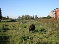 Polderpeil 164, 2408 RH Alphen aan den Rijn
