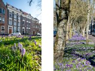 Essenlaan 14, 3062 NM Rotterdam