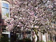 Tweede Oosterparkstraat 245, 1092 BM Amsterdam