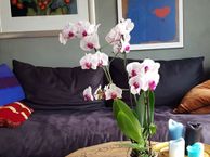 Anjeliersstraat 2 d, 1015 NH Amsterdam