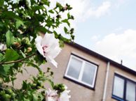 Murraijstraat 20, 2291 PZ Wateringen