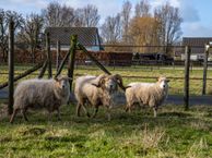 Ganzert 4 a, 4031 KC Ingen