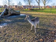 Prins Willem van Oranjestraat 4, 4285 BS Woudrichem