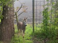 Nieuwe Veendijk 11, 9566 TJ Veelerveen