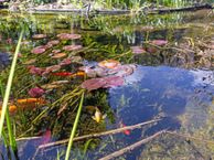 Severushof 8, 6642 BB Beuningen (GE)