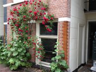 Govert Flinckstraat 119-H, 1072 EG Amsterdam