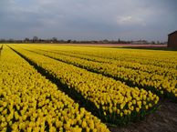 Noorder Leidsevaart 26, 2182 NB Hillegom